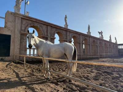 Xanadú Asador Canario